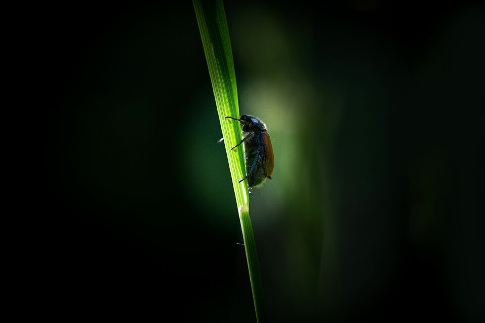 Insect nature animal