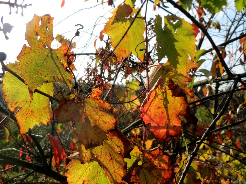 Verwilderter Wein (Vitis vinifera) bei Oftersheim