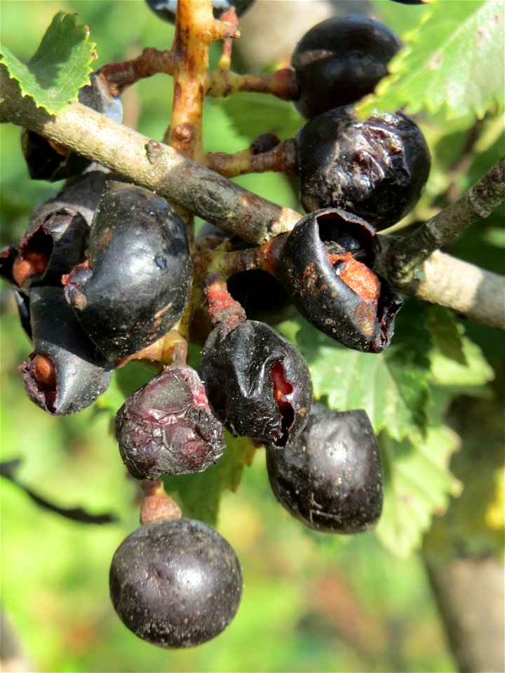 Verwilderter Wein (Vitis vinifera) auf der Friedenshöhe, Zeugnis früheren Weinanbaus an den Oftersheimer Dünen