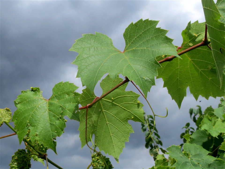 Verwilderter Wein (Vitis vinifera) auf der Friedenshöhe, Zeugnis früheren Weinanbaus an den Oftersheimer Dünen