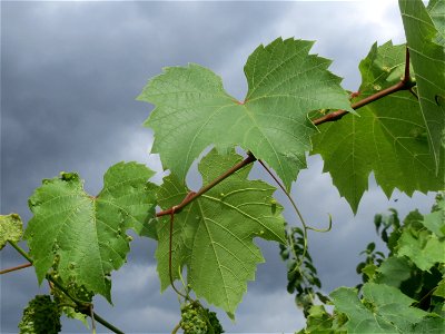 Verwilderter Wein (Vitis vinifera) auf der Friedenshöhe, Zeugnis früheren Weinanbaus an den Oftersheimer Dünen