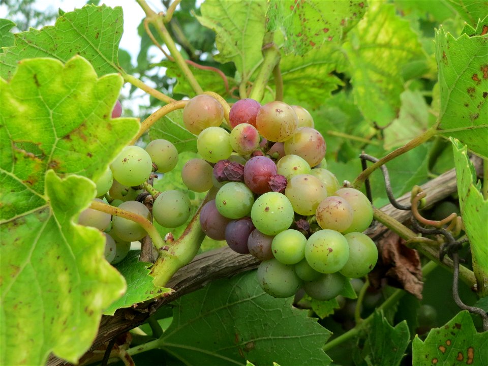 Verwilderter Wein (Vitis vinifera) auf der Friedenshöhe, Zeugnis früheren Weinanbaus an den Oftersheimer Dünen