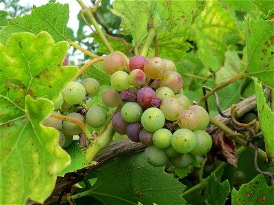 Verwilderter Wein (Vitis vinifera) auf der Friedenshöhe, Zeugnis früheren Weinanbaus an den Oftersheimer Dünen