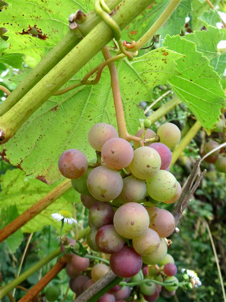 Verwilderter Wein (Vitis vinifera) auf der Friedenshöhe, Zeugnis früheren Weinanbaus an den Oftersheimer Dünen