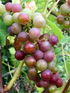 Verwilderter Wein (Vitis vinifera) auf der Friedenshöhe, Zeugnis früheren Weinanbaus an den Oftersheimer Dünen