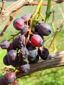 Weinberg (Vitis vinifera) am Mörscher Weg im Hockenheimer Rheinbogen, letztes Überbleibsel einstigen Weinbaus in Hockenheim, auf den auch der Straßenname "Altwingertweg" hindeutet