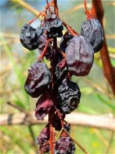 Weinberg (Vitis vinifera) am Mörscher Weg im Hockenheimer Rheinbogen, letztes Überbleibsel einstigen Weinbaus in Hockenheim, auf den auch der Straßenname "Altwingertweg" hindeutet