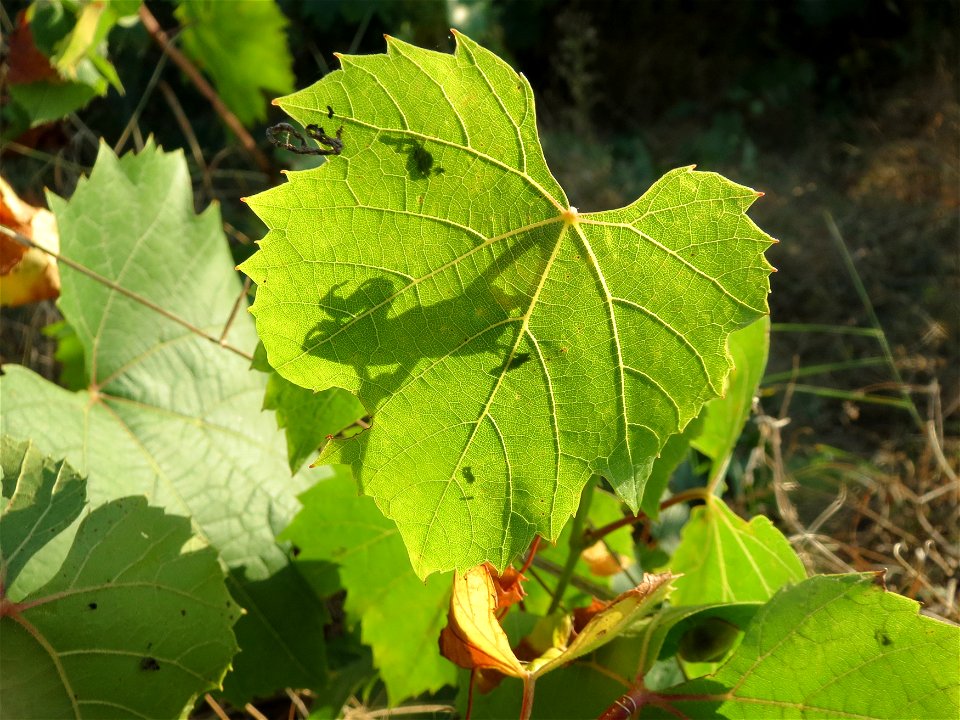 Verwilderter Wein (Vitis vinifera) in einem aufgelassenem Schrebergarten bei Neulußheim