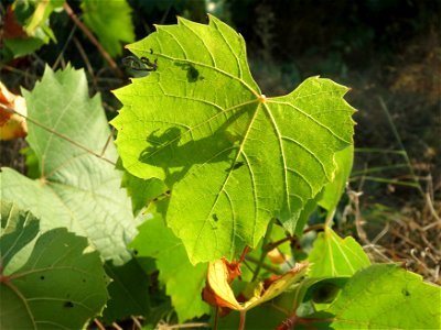 Verwilderter Wein (Vitis vinifera) in einem aufgelassenem Schrebergarten bei Neulußheim