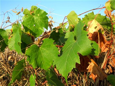 Verwilderter Wein (Vitis vinifera) in einem aufgelassenem Schrebergarten bei Neulußheim