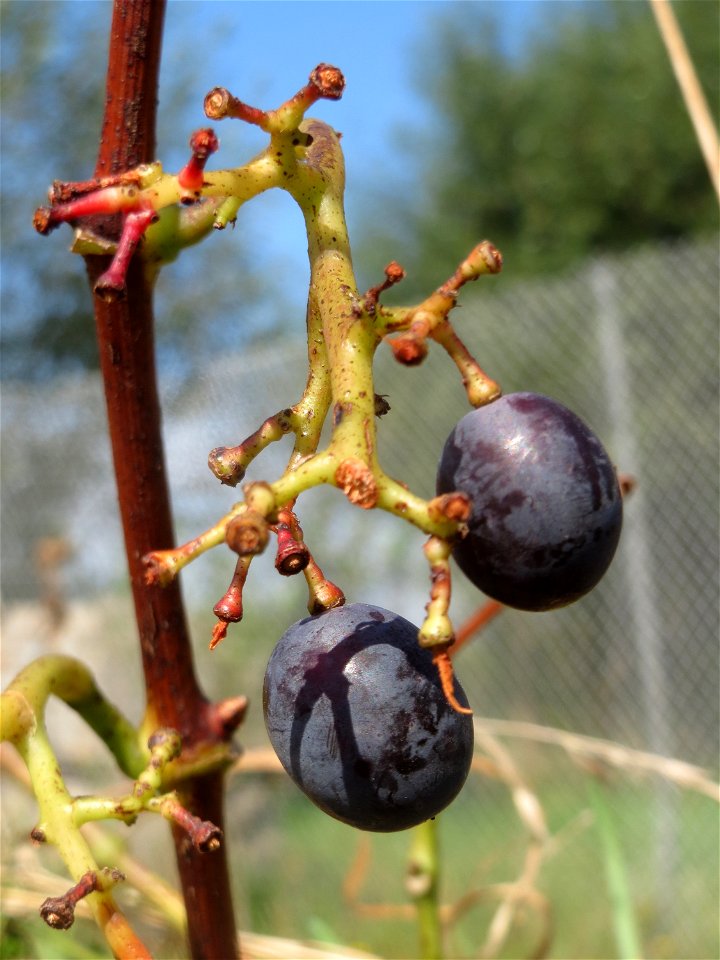 Weinberg (Vitis vinifera) am Mörscher Weg im Hockenheimer Rheinbogen, letztes Überbleibsel einstigen Weinbaus in Hockenheim, auf den auch der Straßenname "Altwingertweg" hindeutet