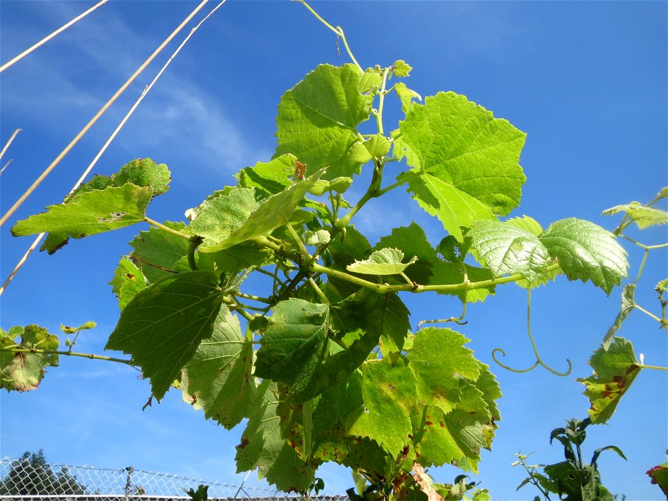 Weinberg (Vitis vinifera) am Mörscher Weg im Hockenheimer Rheinbogen, letztes Überbleibsel einstigen Weinbaus in Hockenheim, auf den auch der Straßenname "Altwingertweg" hindeutet
