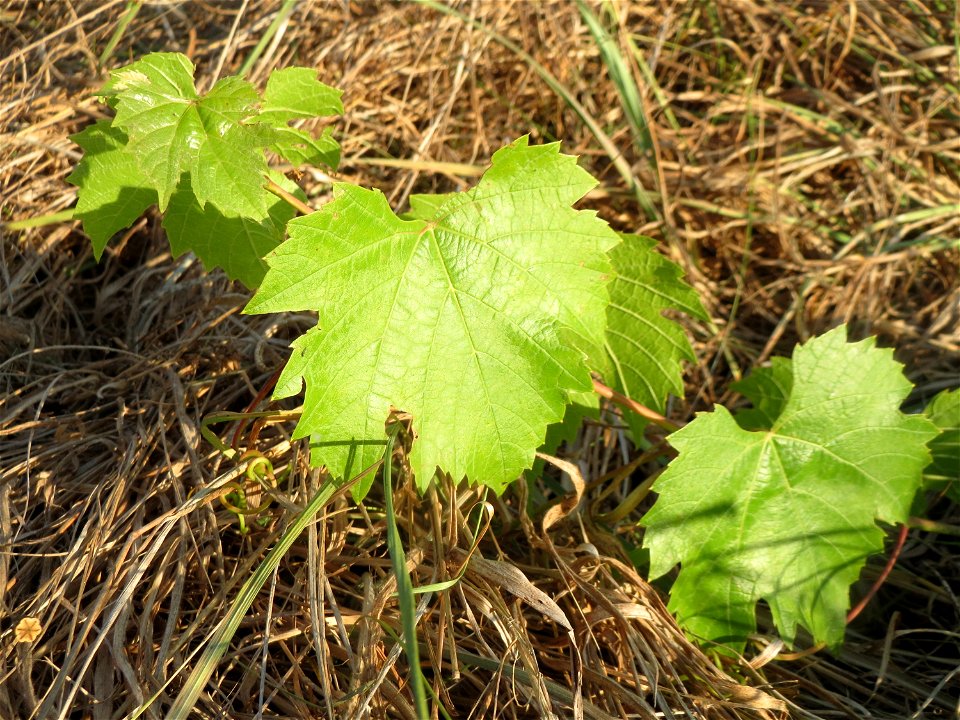 Verwilderter Wein (Vitis vinifera) in einem aufgelassenem Schrebergarten bei Neulußheim