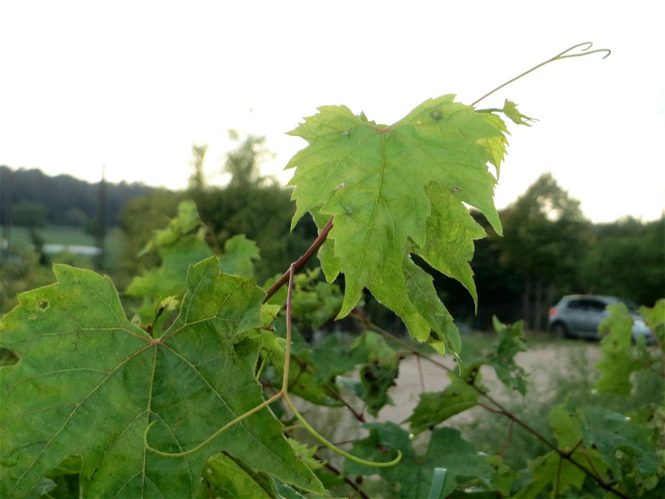 Verwilderter Wein (Vitis vinifera) am Wingertsbuckelweg in Oftersheim, Zeugnis früheren Weinanbaus an den Oftersheimer Dünen