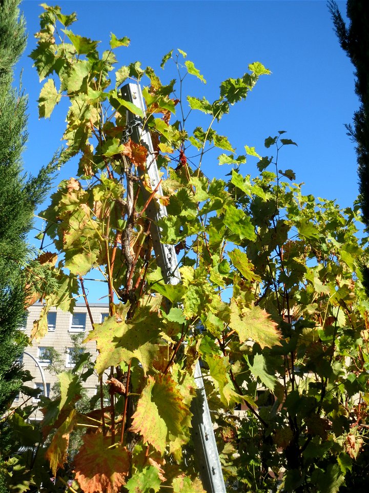 Radebeuler Weinberg (Vitis vinifera) in St. Ingbert