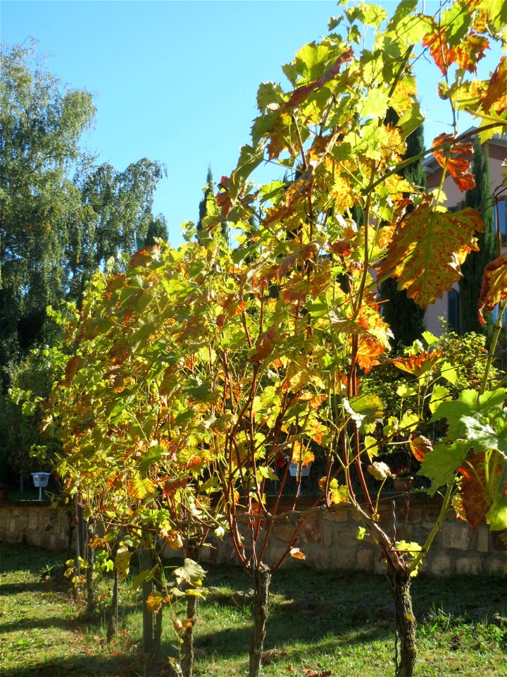 Radebeuler Weinberg (Vitis vinifera) in St. Ingbert