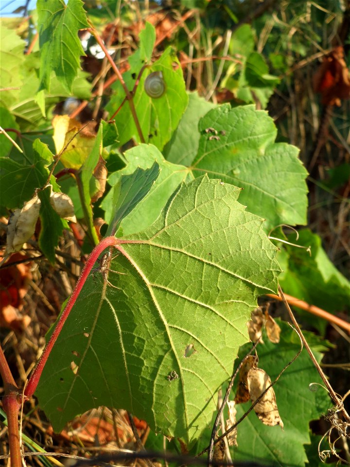 Verwilderter Wein (Vitis vinifera) in einem aufgelassenem Schrebergarten bei Neulußheim