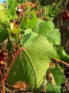 Verwilderter Wein (Vitis vinifera) in einem aufgelassenem Schrebergarten bei Neulußheim