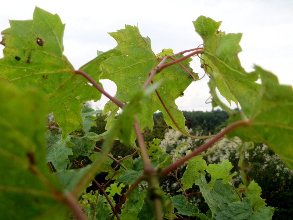 Verwilderter Wein (Vitis vinifera) am Wingertsbuckelweg in Oftersheim, Zeugnis früheren Weinanbaus an den Oftersheimer Dünen