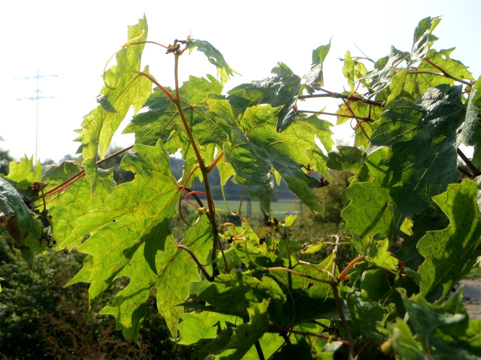 Verwilderter Wein (Vitis vinifera) am „Wingertsbuckel“ bei Oftersheim, Zeugnis früheren Weinanbaus an den Oftersheimer Dünen