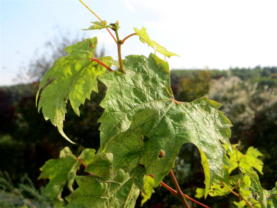 Verwilderter Wein (Vitis vinifera) am „Wingertsbuckel“ bei Oftersheim, Zeugnis früheren Weinanbaus an den Oftersheimer Dünen