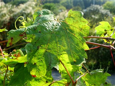 Verwilderter Wein (Vitis vinifera) am „Wingertsbuckel“ bei Oftersheim, Zeugnis früheren Weinanbaus an den Oftersheimer Dünen