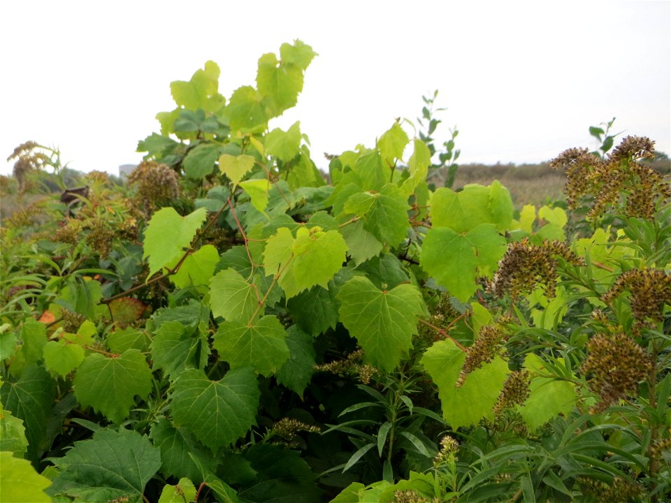 Verwilderter Wein (Vitis vinifera) im Naturschutzgebiet „Wagbachniederung“ - wahrscheinlich haben Vögel dafür gesorgt, dass er hier wächst - Wein wurde hier jedenfalls nie angebaut