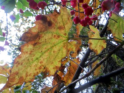 Wild wachsende Weinrebe (Vitis vinifera) im Deutschmühlental in Alt-Saarbrücken