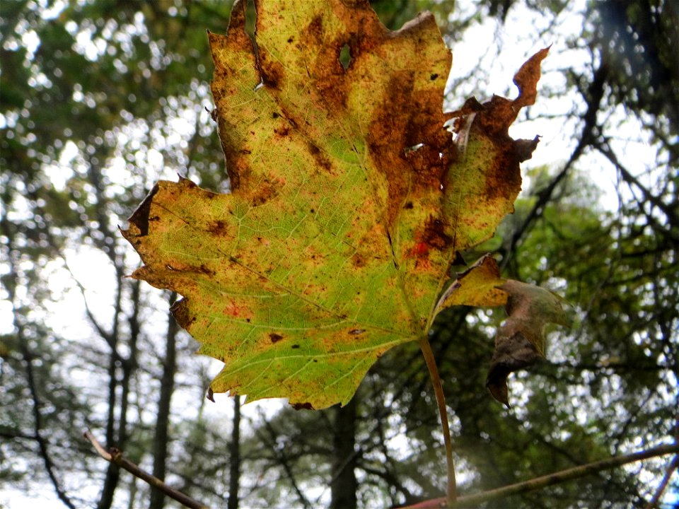 Wild wachsende Weinrebe (Vitis vinifera) im Deutschmühlental in Alt-Saarbrücken