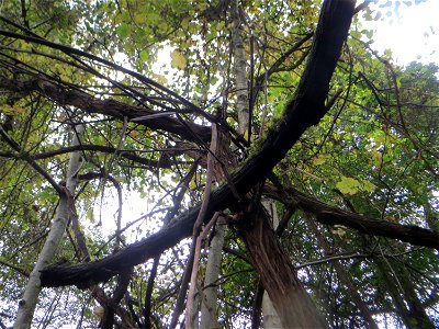 Wild wachsende Weinrebe (Vitis vinifera) im Deutschmühlental in Alt-Saarbrücken