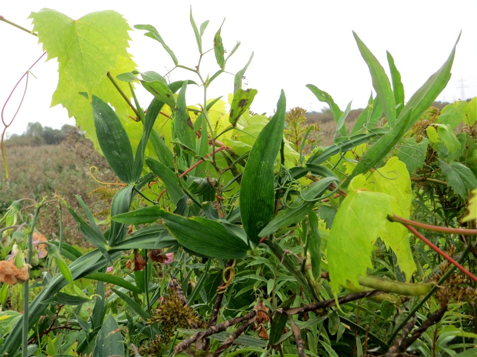 Breitblättrige Platterbse (Lathyrus latifolius) und Verwilderter Wein (Vitis vinifera) im Naturschutzgebiet „Wagbachniederung“ - wahrscheinlich haben Vögel dafür gesorgt, dass er hier wächst - Wein wu