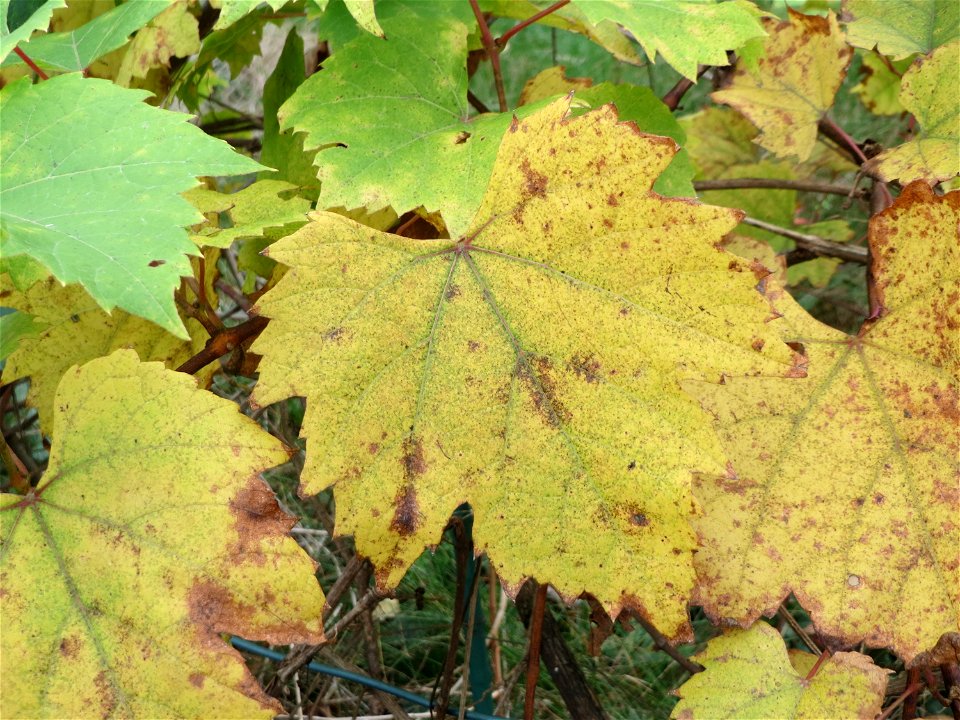 Verwilderte Weinrebe (Vitis vinifera) in einem aufgelassenen Schrebergarten in Hockenheim