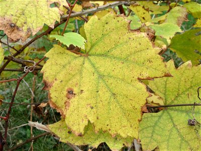 Verwilderte Weinrebe (Vitis vinifera) in einem aufgelassenen Schrebergarten in Hockenheim