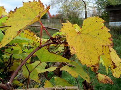 Verwilderte Weinrebe (Vitis vinifera) in einem aufgelassenen Schrebergarten in Hockenheim