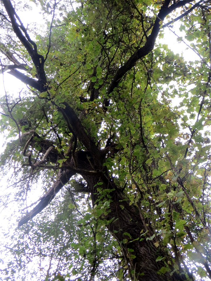 Wild wachsende Weinrebe (Vitis vinifera) im Deutschmühlental in Alt-Saarbrücken