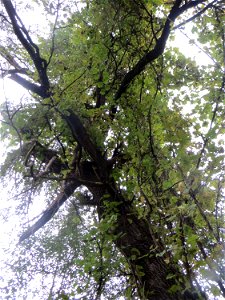 Wild wachsende Weinrebe (Vitis vinifera) im Deutschmühlental in Alt-Saarbrücken