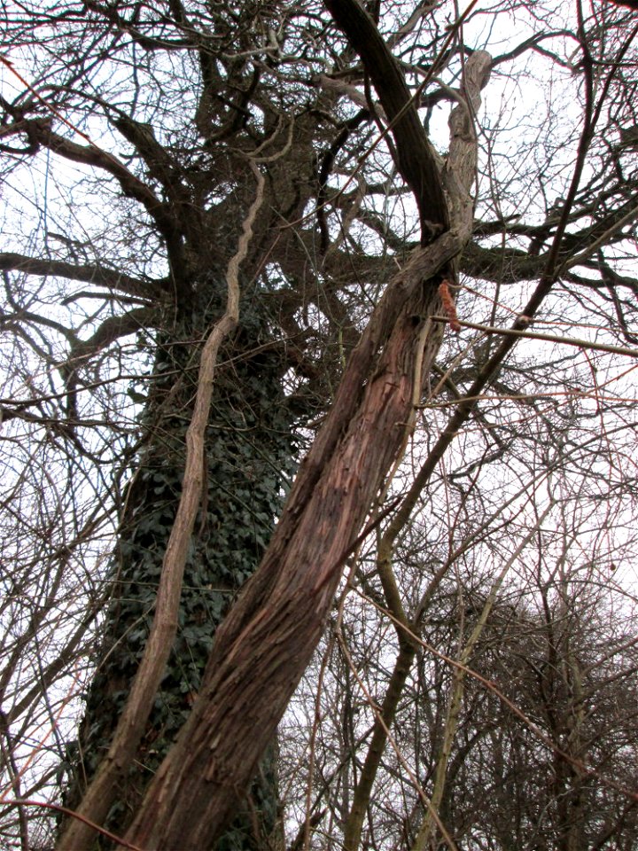 Die sehr seltene Wild-Rebe (Vitis vinifera subsp. sylvestris) im Naturschutzgebiet Ketscher Rheininsel