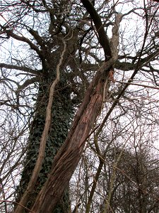 Die sehr seltene Wild-Rebe (Vitis vinifera subsp. sylvestris) im Naturschutzgebiet Ketscher Rheininsel