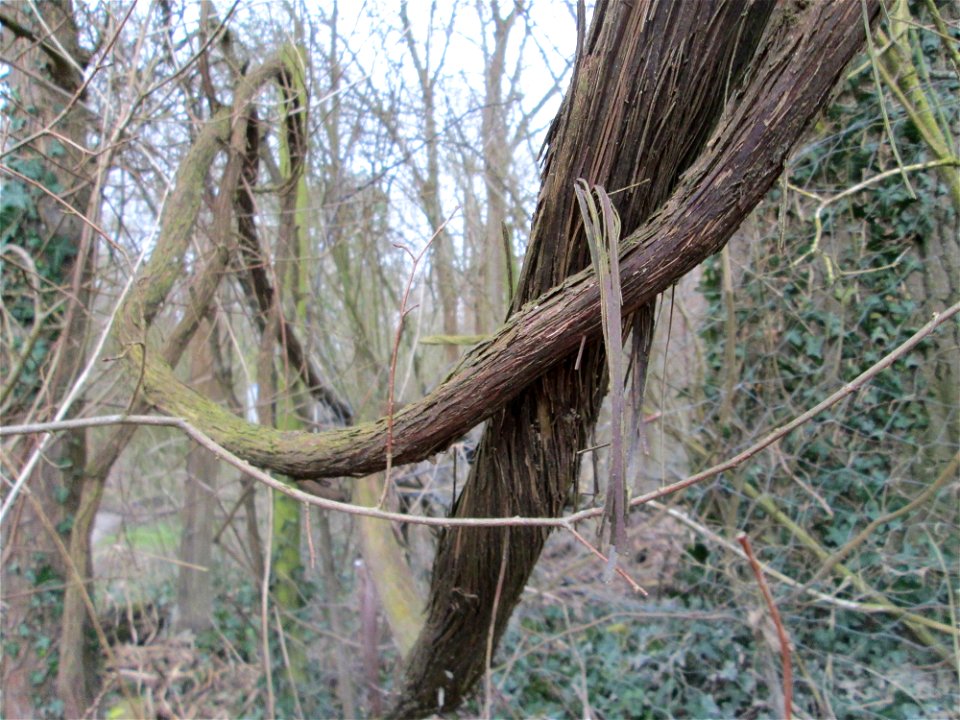 Die sehr seltene Wild-Rebe (Vitis vinifera subsp. sylvestris) im Naturschutzgebiet Ketscher Rheininsel
