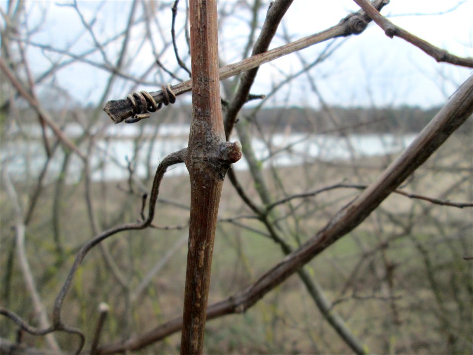 Verwilderter Wein (Vitis vinifera) auf der Friedenshöhe, Zeugnis früheren Weinanbaus an den Oftersheimer Dünen