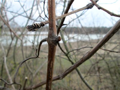 Verwilderter Wein (Vitis vinifera) auf der Friedenshöhe, Zeugnis früheren Weinanbaus an den Oftersheimer Dünen