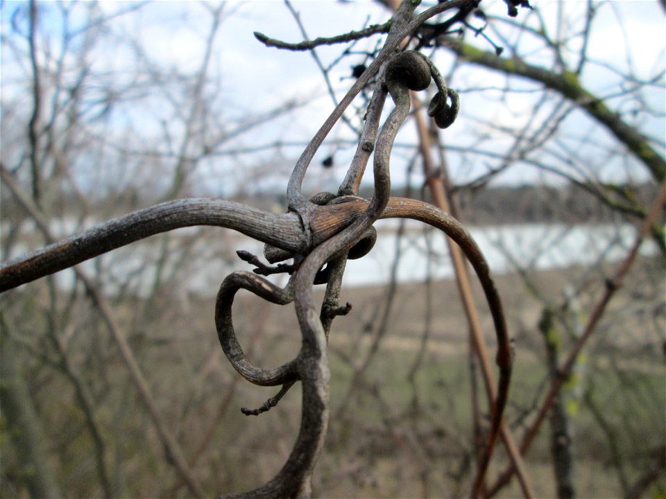 Verwilderter Wein (Vitis vinifera) auf der Friedenshöhe, Zeugnis früheren Weinanbaus an den Oftersheimer Dünen