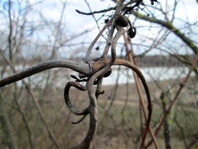 Verwilderter Wein (Vitis vinifera) auf der Friedenshöhe, Zeugnis früheren Weinanbaus an den Oftersheimer Dünen