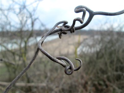 Verwilderter Wein (Vitis vinifera) auf der Friedenshöhe, Zeugnis früheren Weinanbaus an den Oftersheimer Dünen