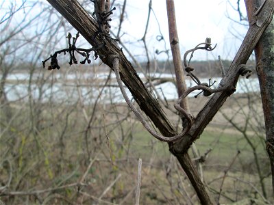 Verwilderter Wein (Vitis vinifera) auf der Friedenshöhe, Zeugnis früheren Weinanbaus an den Oftersheimer Dünen