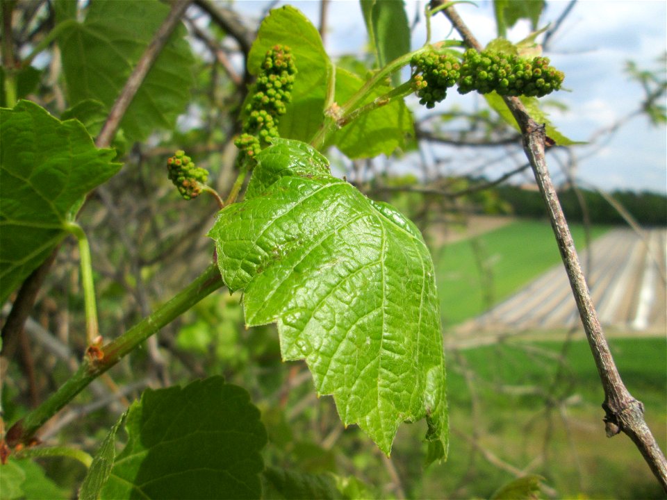 Verwilderter Wein (Vitis vinifera) auf der Friedenshöhe im Naturschutzgebiet „Oftersheimer Dünen“ - Zeugnis früheren Weinanbaus an den Oftersheimer Dünen, wird hier Franzosenrebe genannt, offenbar als