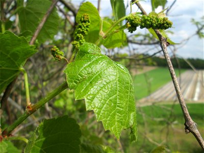Verwilderter Wein (Vitis vinifera) auf der Friedenshöhe im Naturschutzgebiet „Oftersheimer Dünen“ - Zeugnis früheren Weinanbaus an den Oftersheimer Dünen, wird hier Franzosenrebe genannt, offenbar als