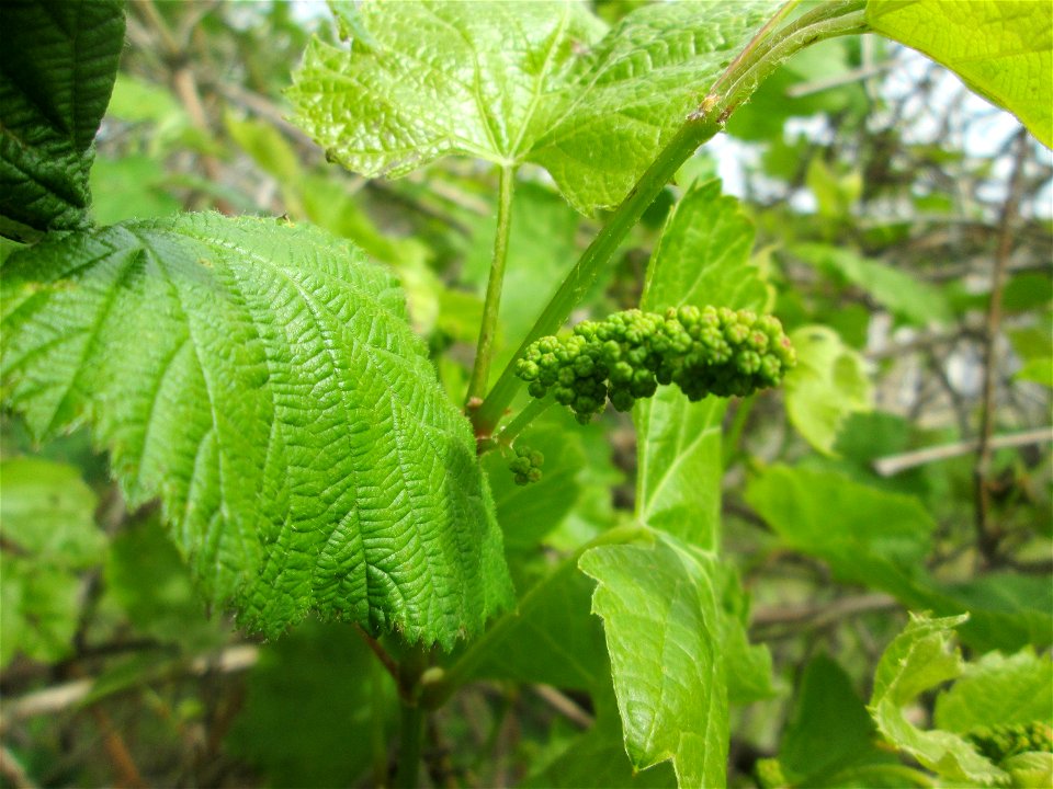 Verwilderter Wein (Vitis vinifera) auf der Friedenshöhe im Naturschutzgebiet „Oftersheimer Dünen“ - Zeugnis früheren Weinanbaus an den Oftersheimer Dünen, wird hier Franzosenrebe genannt, offenbar als