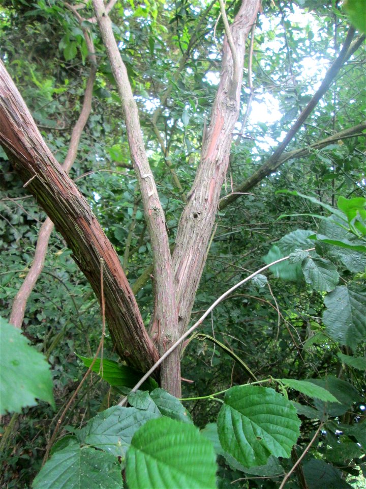 Die sehr seltene Wild-Rebe (Vitis vinifera subsp. sylvestris) im Naturschutzgebiet Ketscher Rheininsel