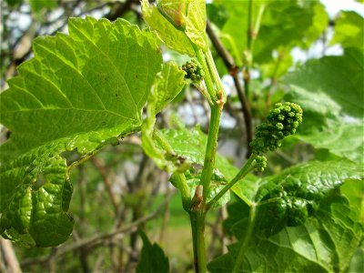 Verwilderter Wein (Vitis vinifera) auf der Friedenshöhe im Naturschutzgebiet „Oftersheimer Dünen“ - Zeugnis früheren Weinanbaus an den Oftersheimer Dünen, wird hier Franzosenrebe genannt, offenbar als